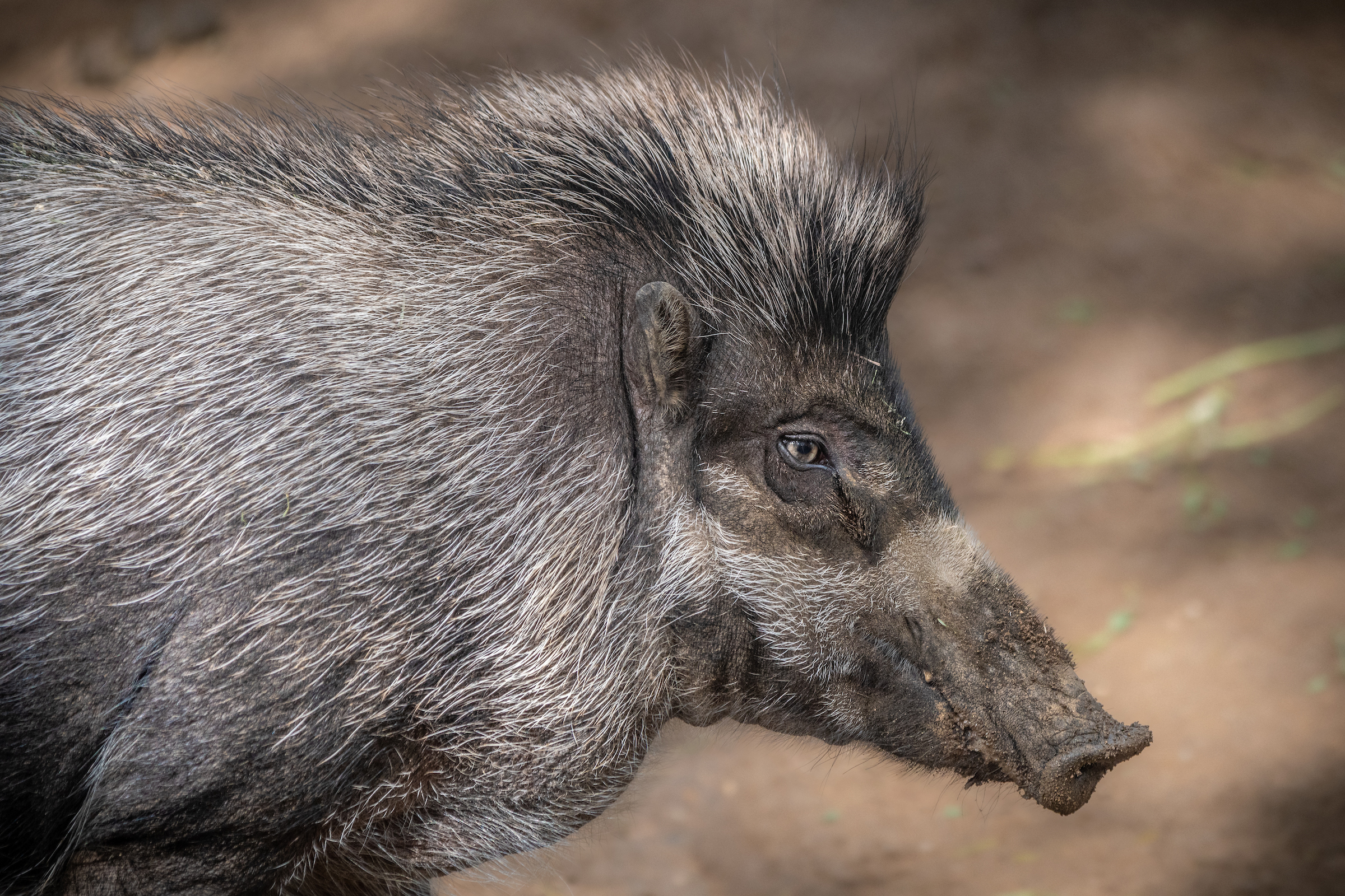 wild boar