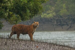 Bengal Tiger