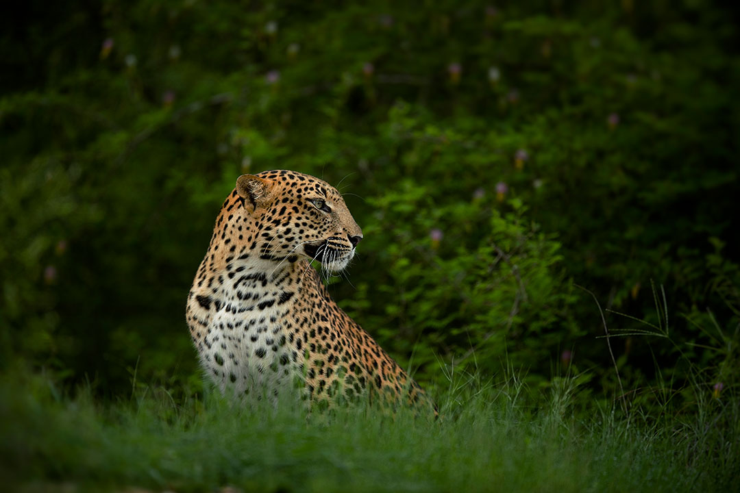 Leopard