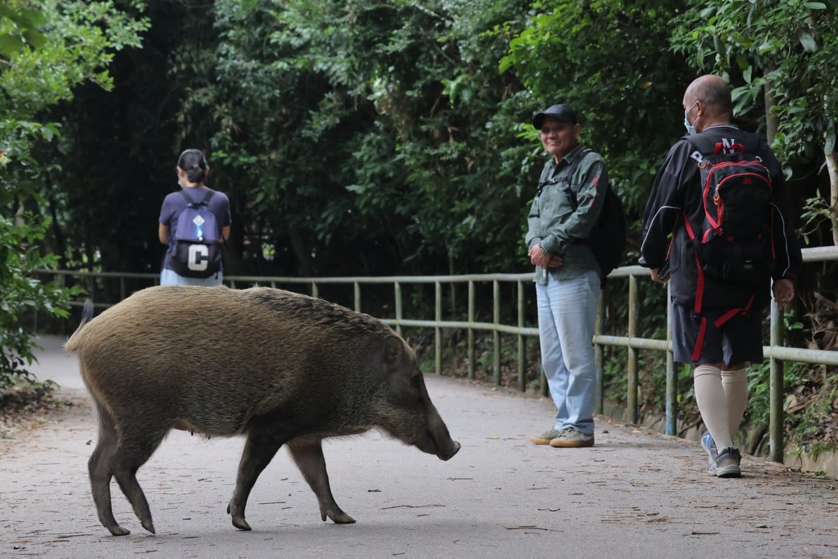 wild boar