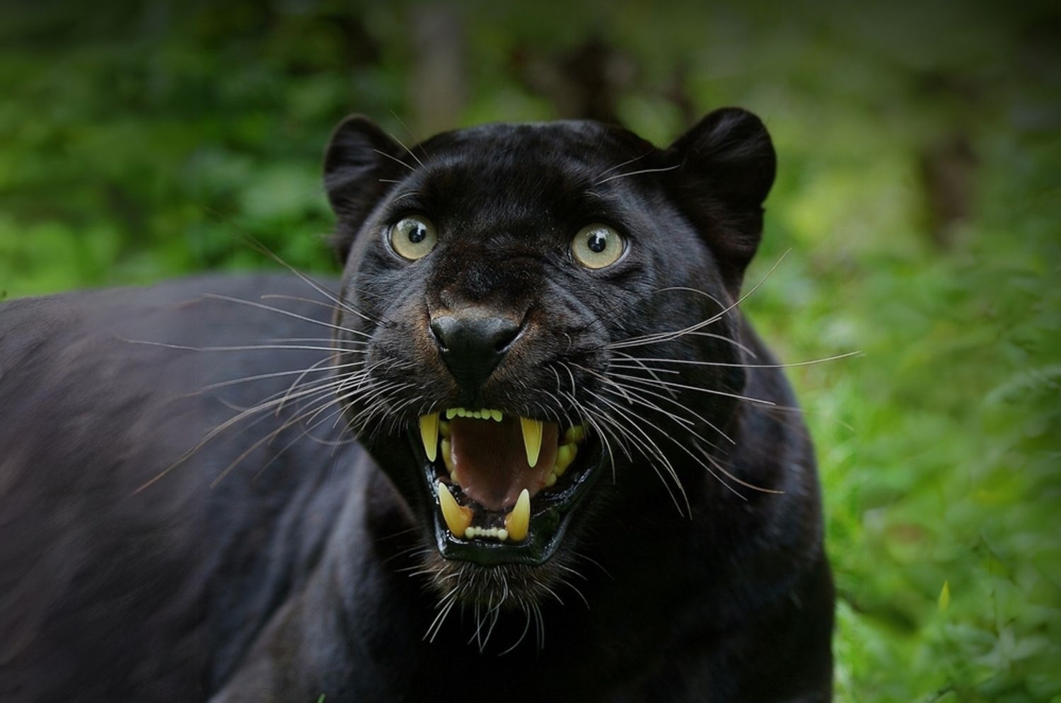Black panther