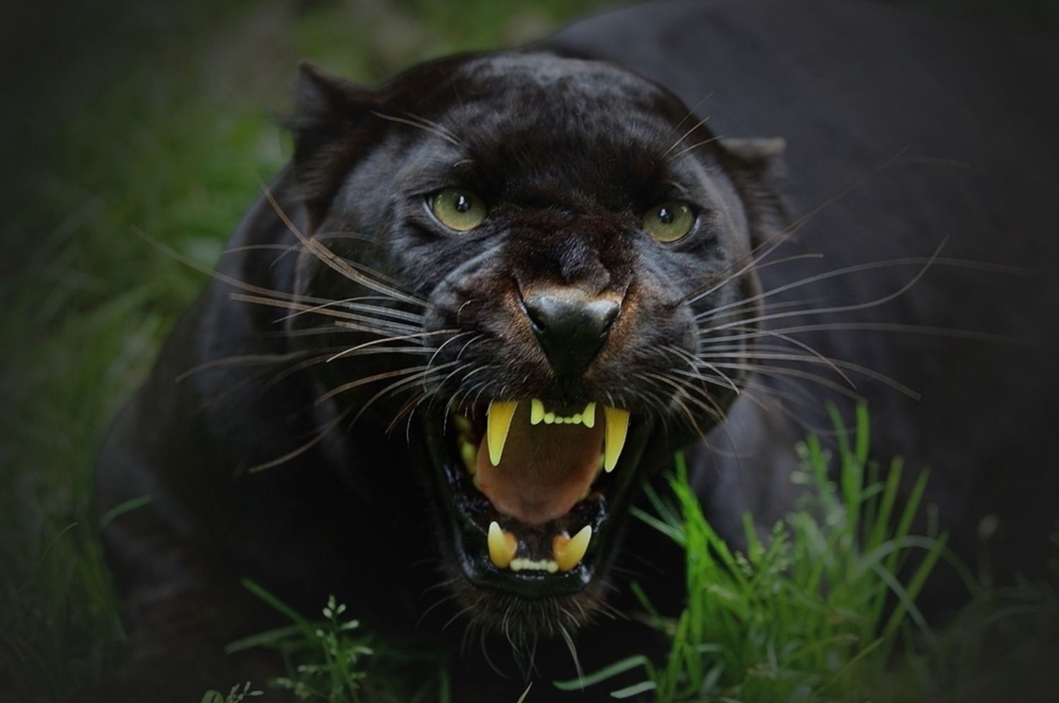 Black panther