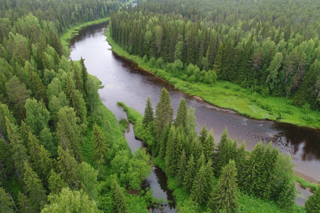 Russian forest