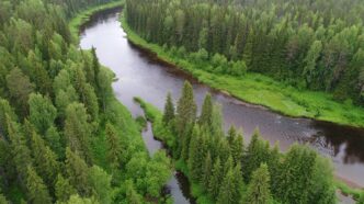 Russian forest