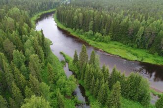 Russian forest