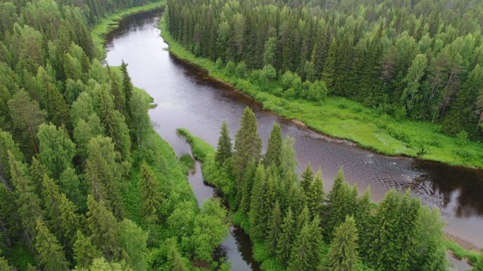 Russian forest
