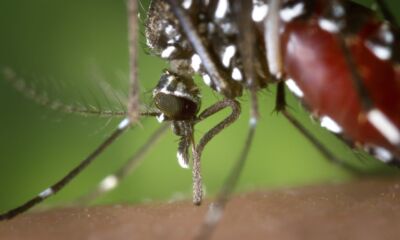 آسٹریلیا میں مچھروں سے خطرناک وائرس پھیلنے کی وارننگ جاری