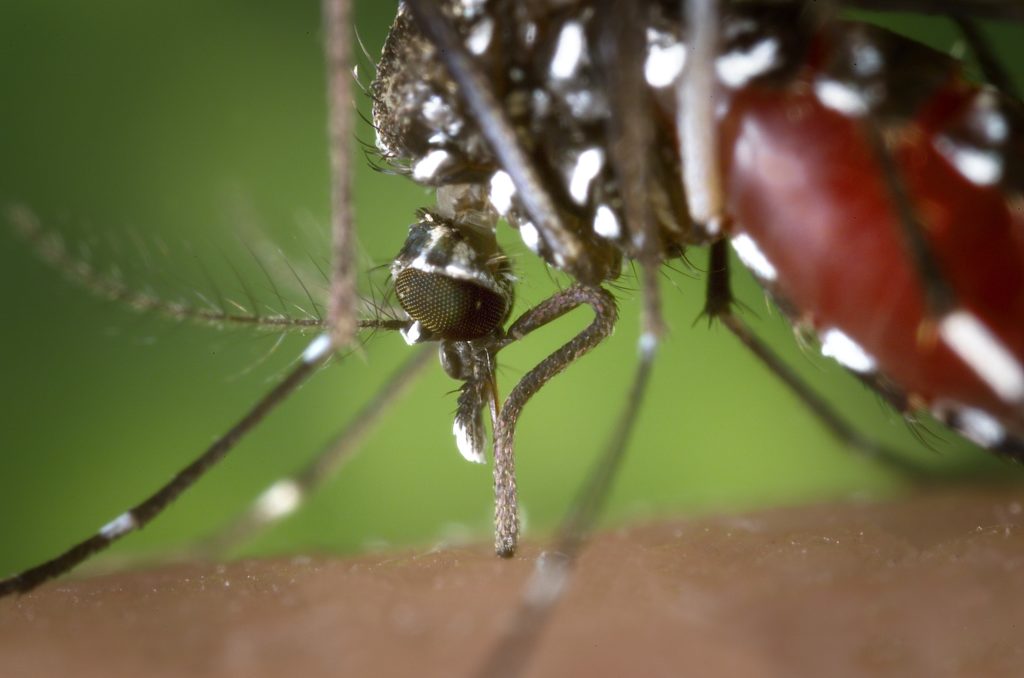 آسٹریلیا میں مچھروں سے خطرناک وائرس پھیلنے کی وارننگ جاری