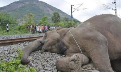 بھارت میں تین ہاتھی ٹرین کی ٹکر سے ہلاک