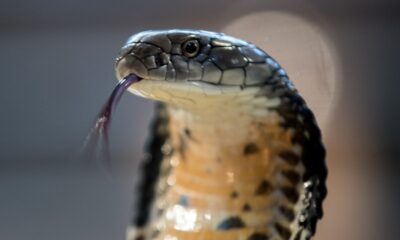 پاکستان میں پائے جانے والے زہریلے سانپ