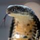 پاکستان میں پائے جانے والے زہریلے سانپ